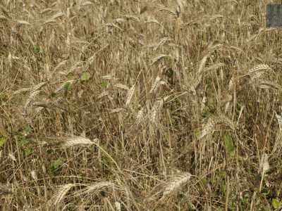 ...circondata da campi di grano, ma senza papaveri rossi